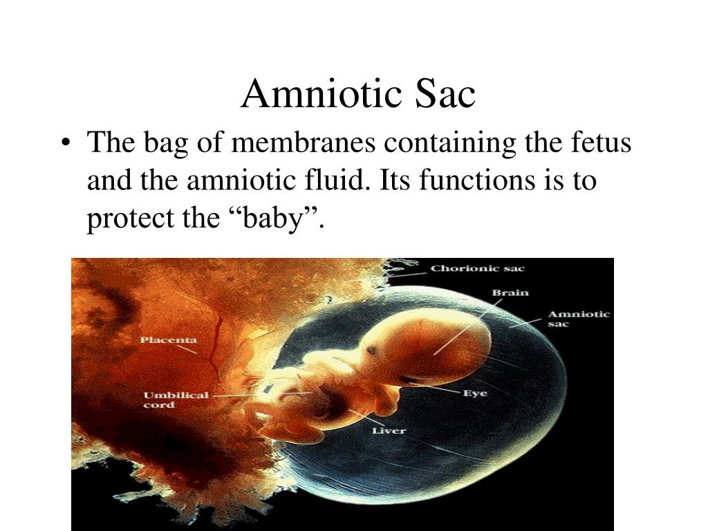 Human foetus in womb, amniotic sac hi-res stock photography and images -  Alamy