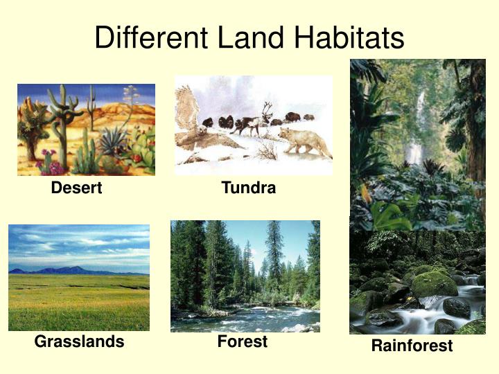 PPT - Habitats for Plants and Animals by Denise Carroll PowerPoint  Presentation - ID:477402