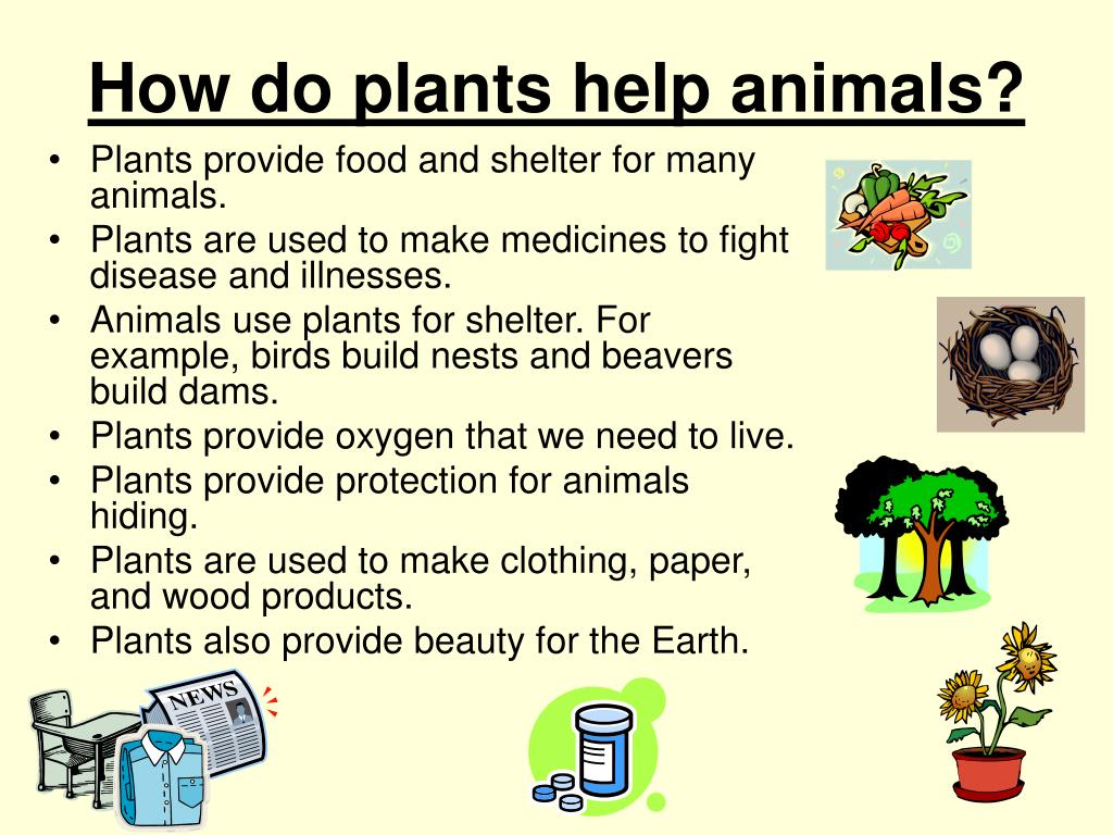 PPT - Habitats for Plants and Animals by Denise Carroll PowerPoint  Presentation - ID:477402
