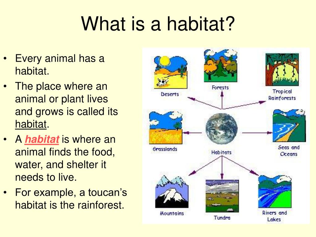 PPT Habitats for Plants and Animals by Denise Carroll PowerPoint
