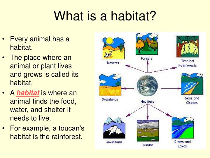 PPT Habitats for Plants and Animals by Denise Carroll PowerPoint