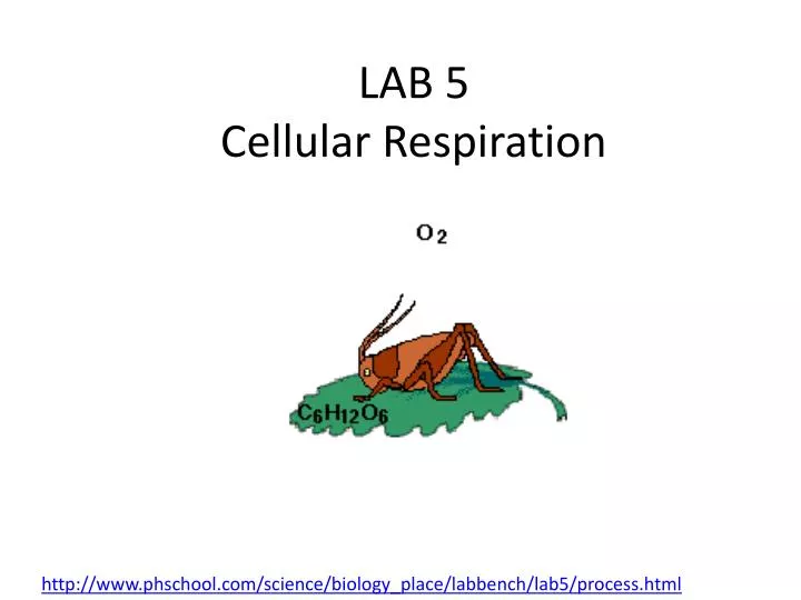 Ppt Lab 5 Cellular Respiration Powerpoint Presentation Free