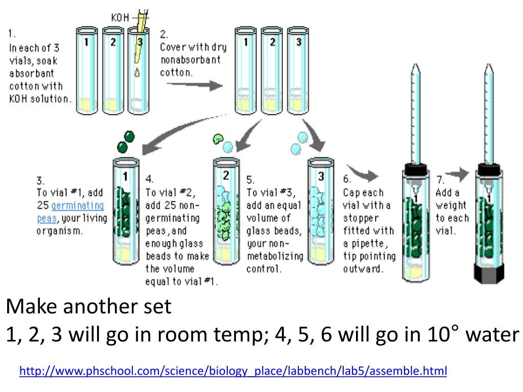 Ppt Lab 5 Cellular Respiration Powerpoint Presentation Free
