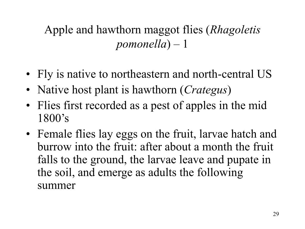 Are Apple and Hawthorn Maggot Flies Separate Species? Are Apple and Hawthorn Maggot Flies Separate Species?