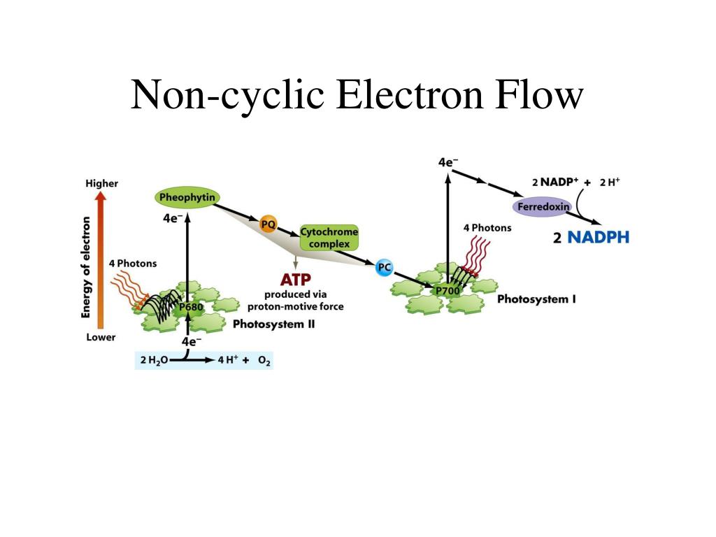 Cyclic