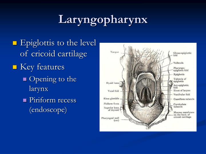 PPT - Diseases of Pharynx and Larynx PowerPoint Presentation - ID:478090