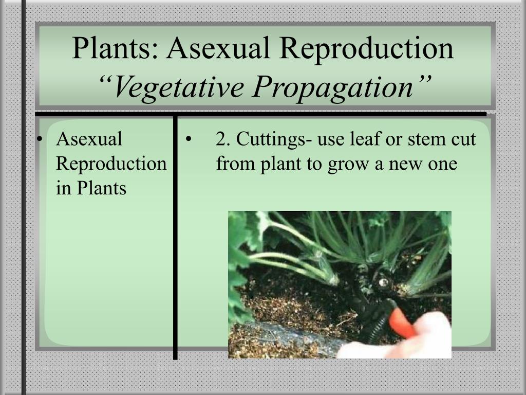 PPT Reproduction in Plants and Animals PowerPoint Presentation, free