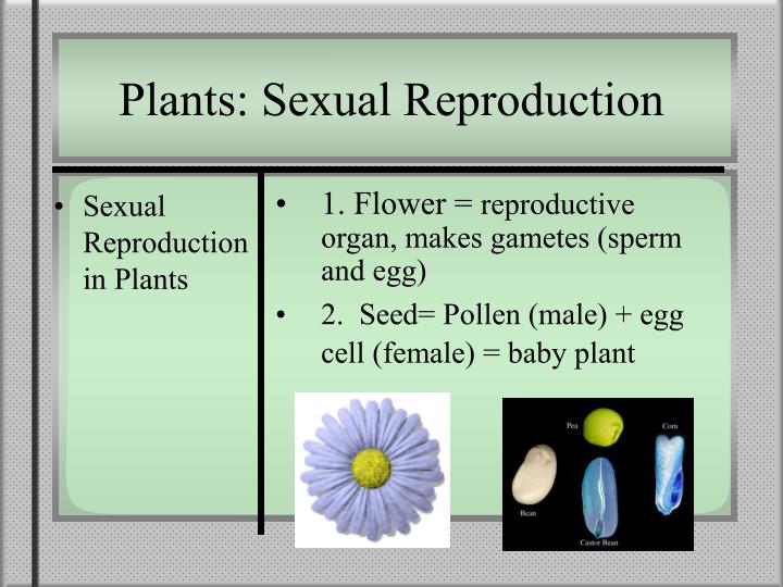 plant sexuality Flowering plants have evolved one of the most complex and sexiest life cycles on earthin fact, they have double fertilization involving. plant sexuality Flowering plants have evolved one of the most complex and sexiest life cycles on earthin fact, they have double fertilization involving.