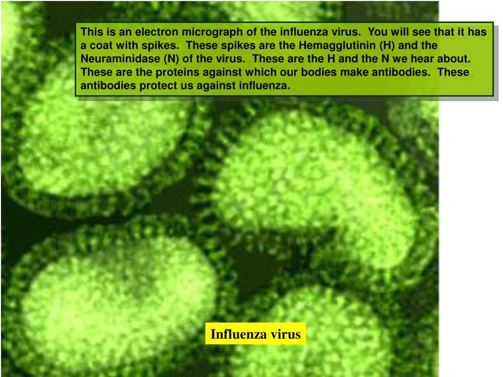 Вирус гриппа группа. Вирус гриппа микрофотография. Электронная микрофотография вируса гриппа а. Вирус гриппа б. Типы вирусов.