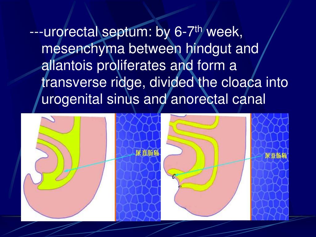 PPT - Chapter 24 Development of digestive and respiratory system ...