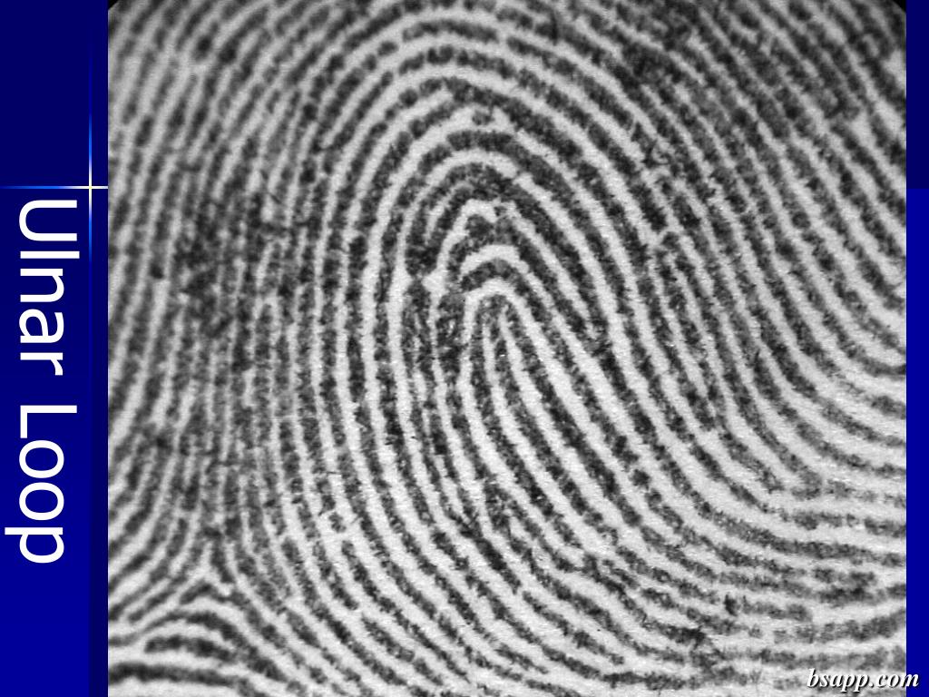 Double loop fingerprints hi-res stock photography and images - Alamy