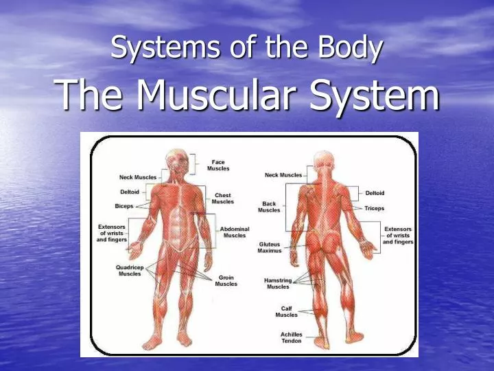 systems of the body n.