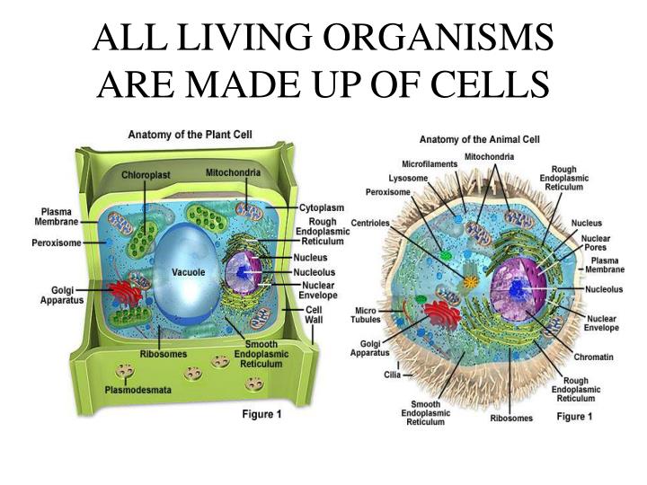 PPT - ALL LIVING ORGANISMS ARE MADE UP OF CELLS PowerPoint Presentation -  ID:483404
