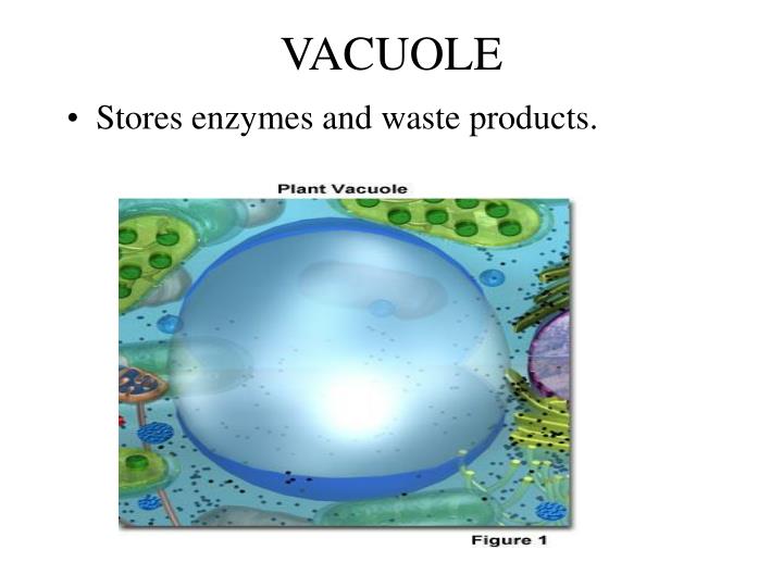 PPT - ALL LIVING ORGANISMS ARE MADE UP OF CELLS PowerPoint Presentation