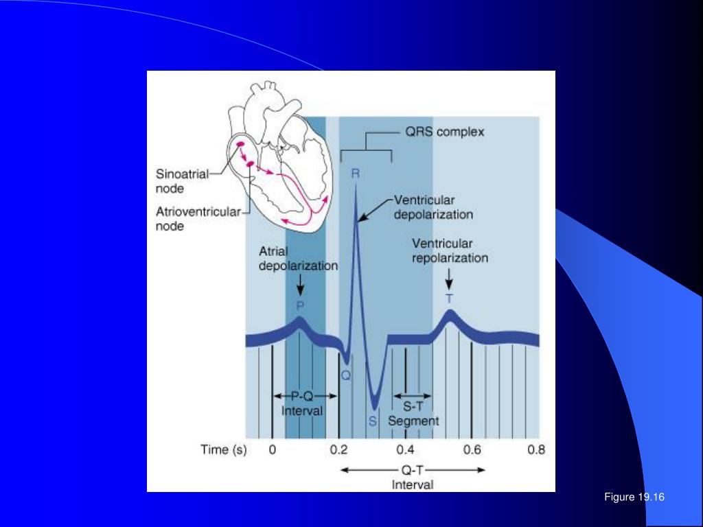 PPT - Cardiovascular System PowerPoint Presentation, free download - ID ...