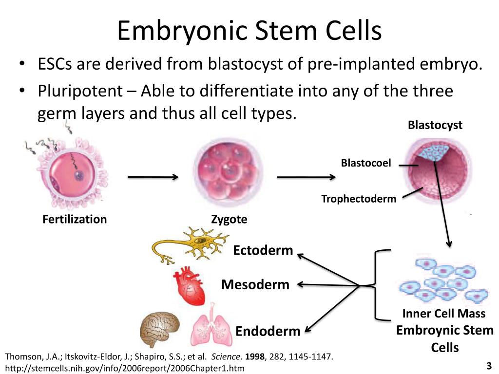 moderna embryonic stem cells moderna embryonic stem cells