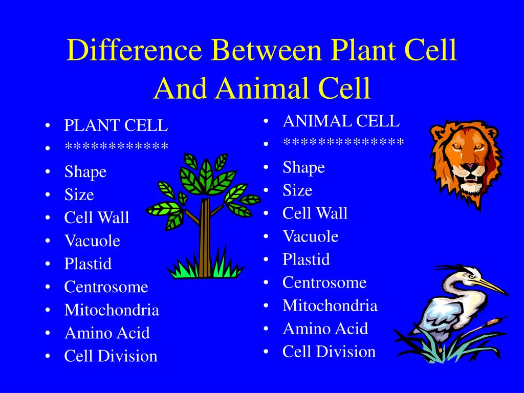 difference between plant and animal cells