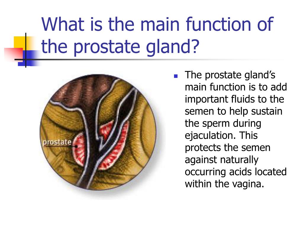 PPT - The Prostate Gland, Prostate Cancer, & Brachytherapy PowerPoint