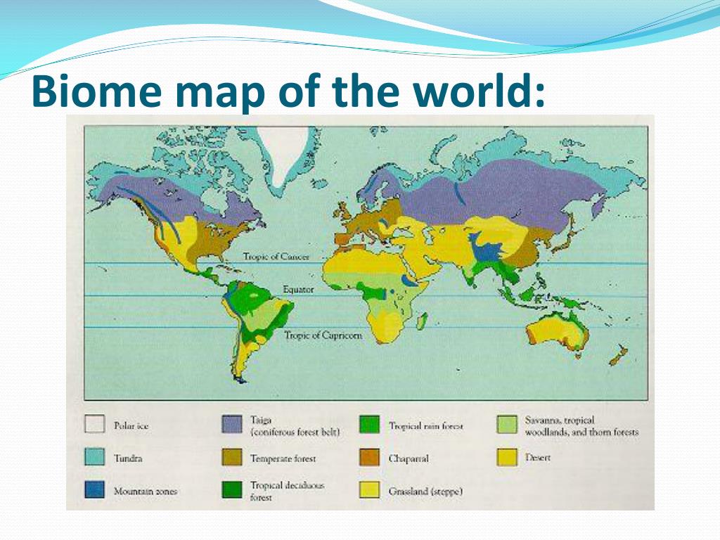 PPT - Biomes PowerPoint Presentation, free download - ID:485859