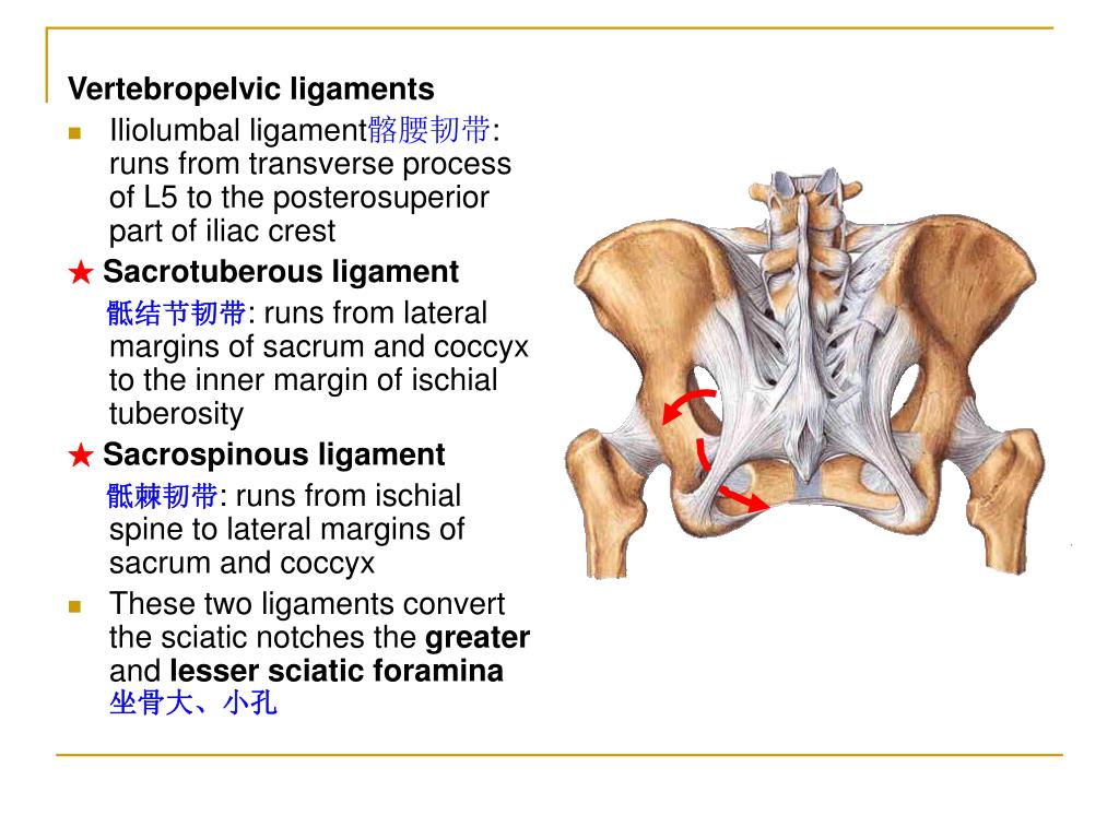 图2-48 骨盆环和骶髂关节(上面观)-外科学-医学