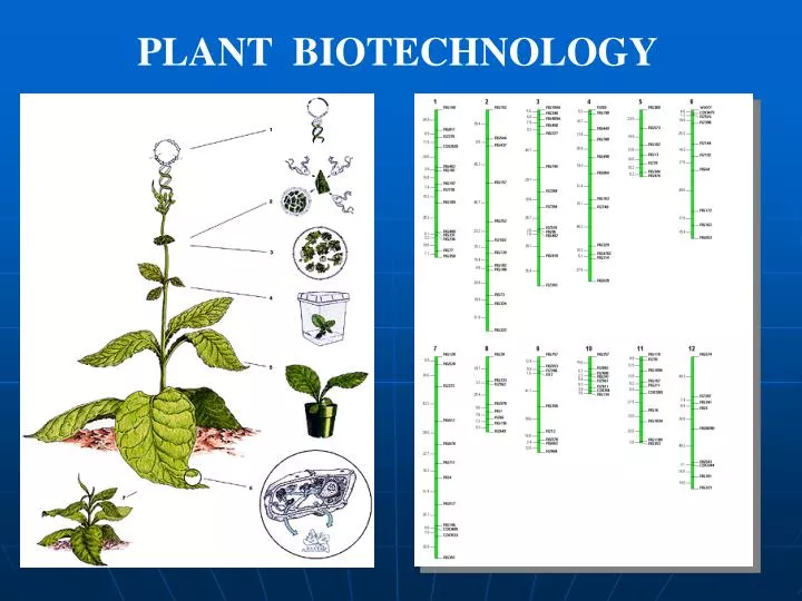 ppt-plant-biotechnology-powerpoint-presentation-free-download-id