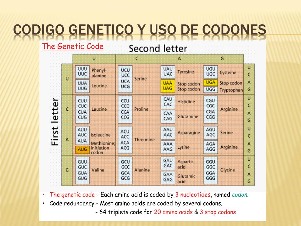 Caracteristicas codigo genetico