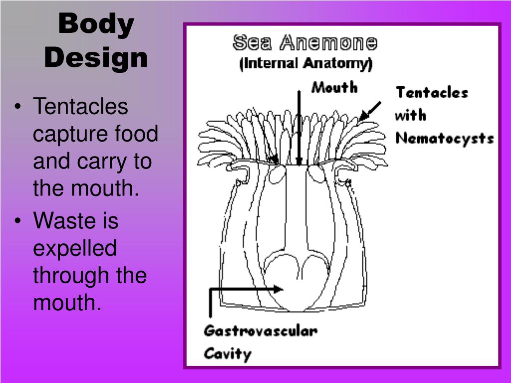 sea anemone labeled diagram