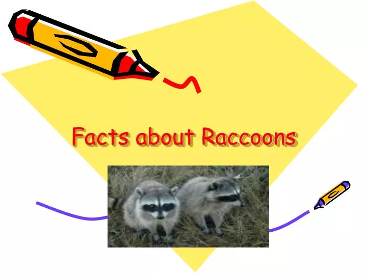 facts about raccoons n.