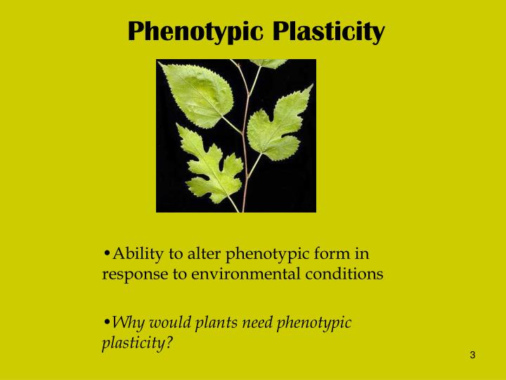 PPT - Plant Structure PowerPoint Presentation - ID:495044