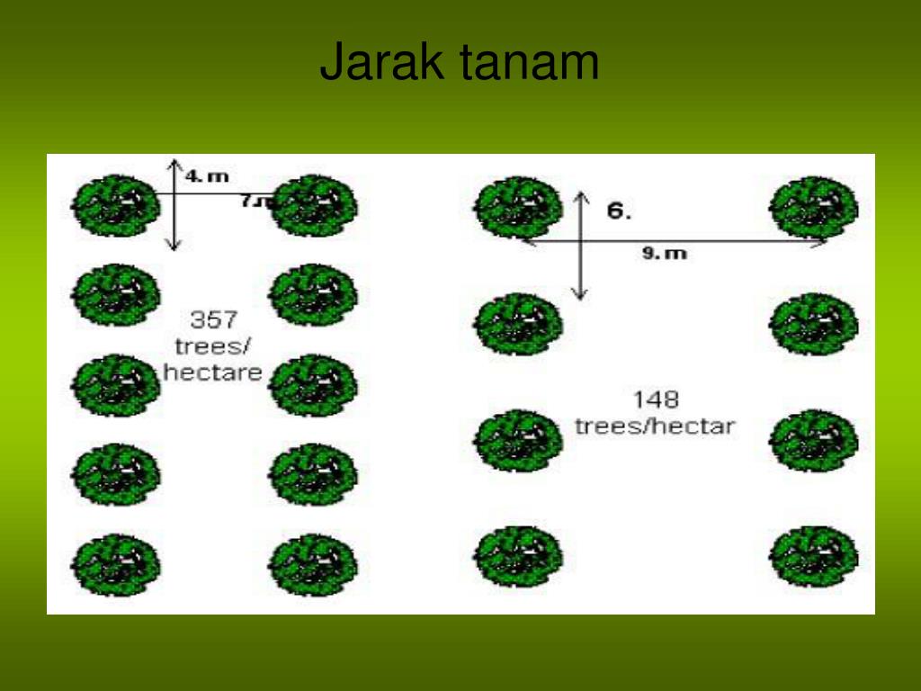 PPT Cover Crop Dan Penanaman Pada Kelapa Sawit PowerPoint