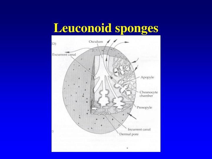 in syconoid sponges, water moves in through the in syconoid sponges, water moves in through the