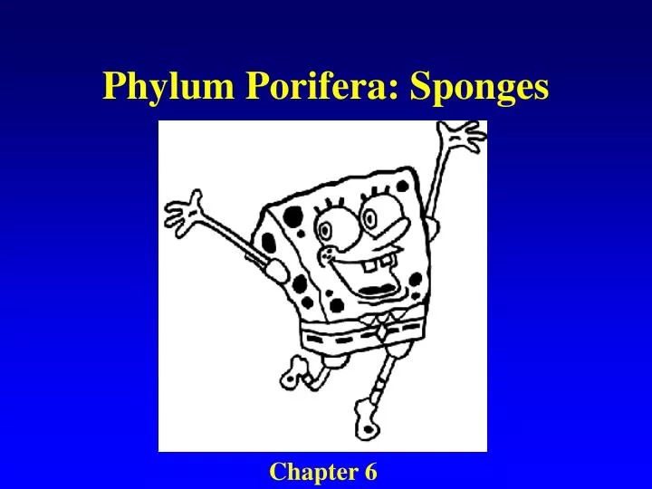 phylum porifera sponges n.