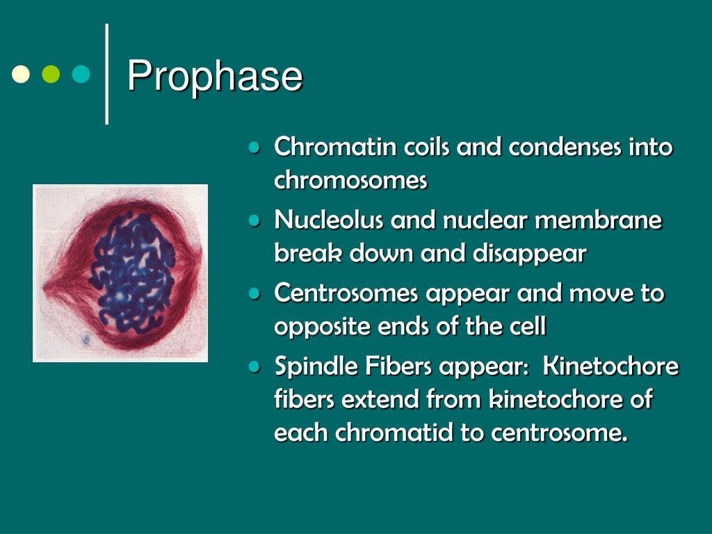 Chromosomes PowerPoint Presentation free download Biology Diagrams