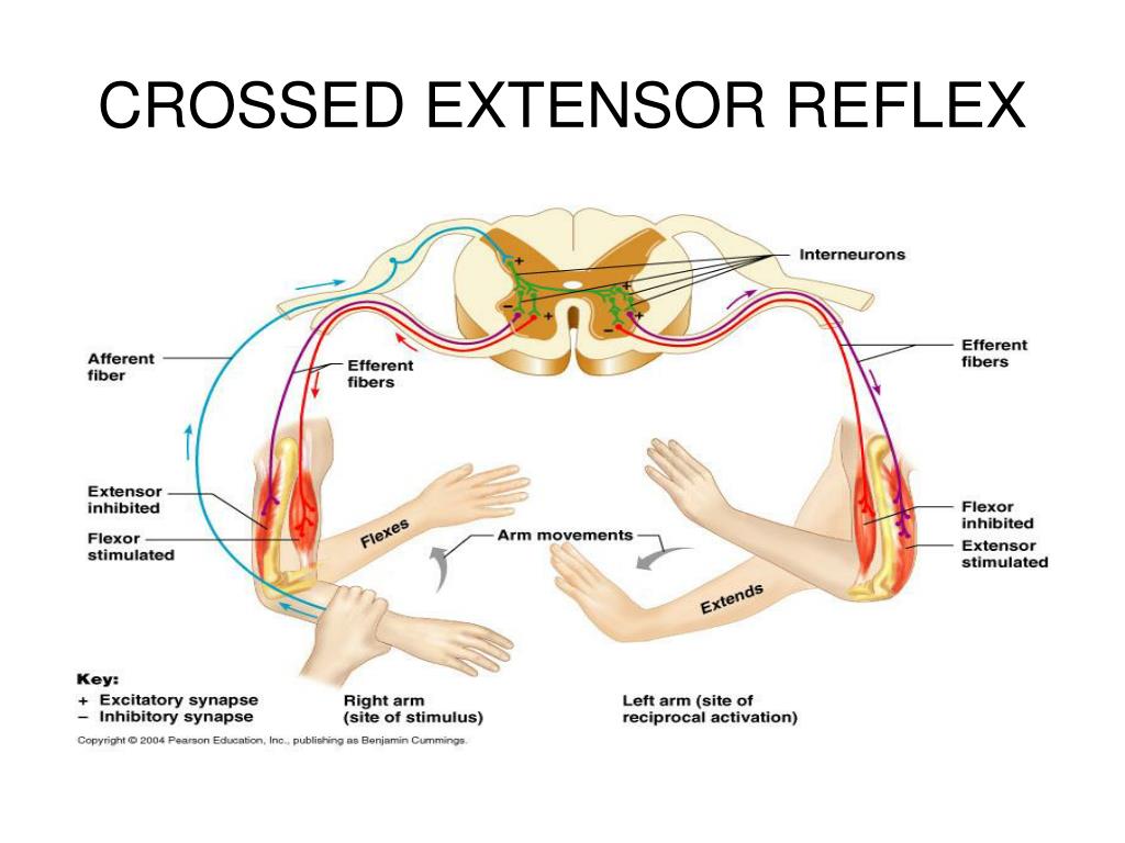 Кремастерный рефлекс. Crossed extensor Reflex. Рефлекс мышц антагонистов. Бульбокавернозный рефлекс. Шагательный рефлекс физиология.