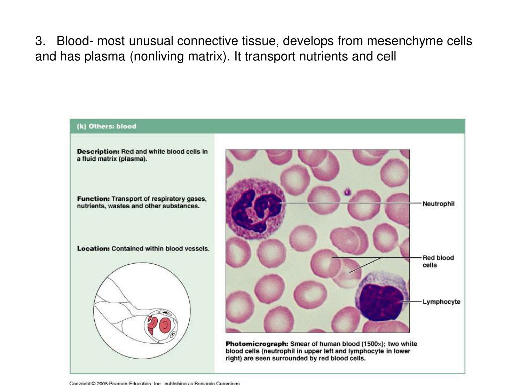 Red the description. Plasma and Blood Cells. Blood Fluid Cell. Кровь соединительная ткань.