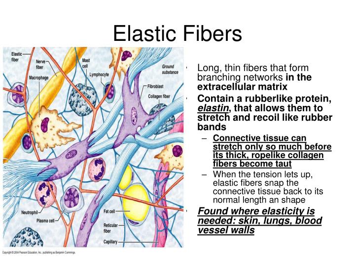 PPT TISSUE THE LIVING FABRIC PowerPoint Presentation ID499746