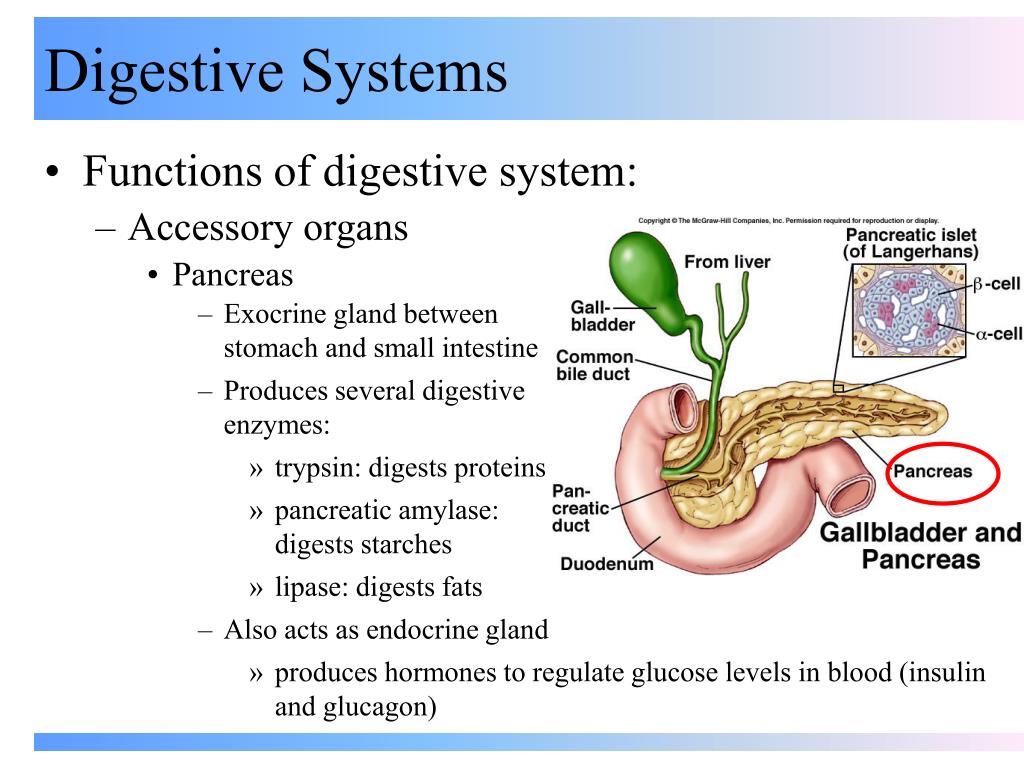 Digestive organs