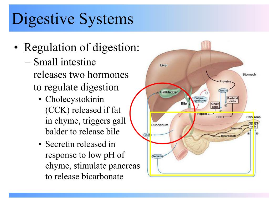 PPT - Digestive Systems PowerPoint Presentation - ID:500144