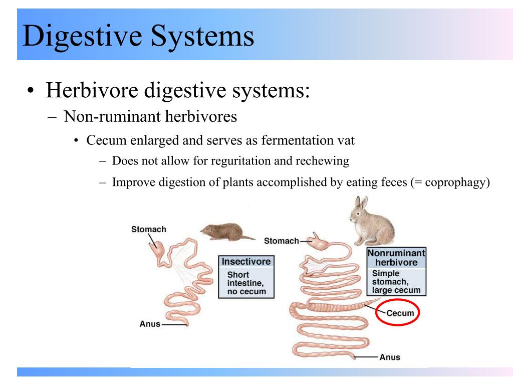 PPT - Digestive Systems PowerPoint Presentation - ID:500144