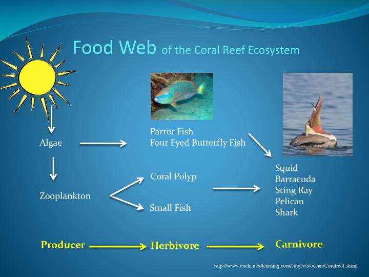 PPT - Coral Reefs PowerPoint Presentation - ID:500185