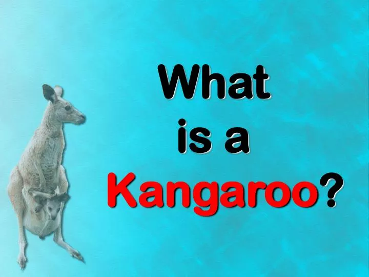 what is a kangaroo n.