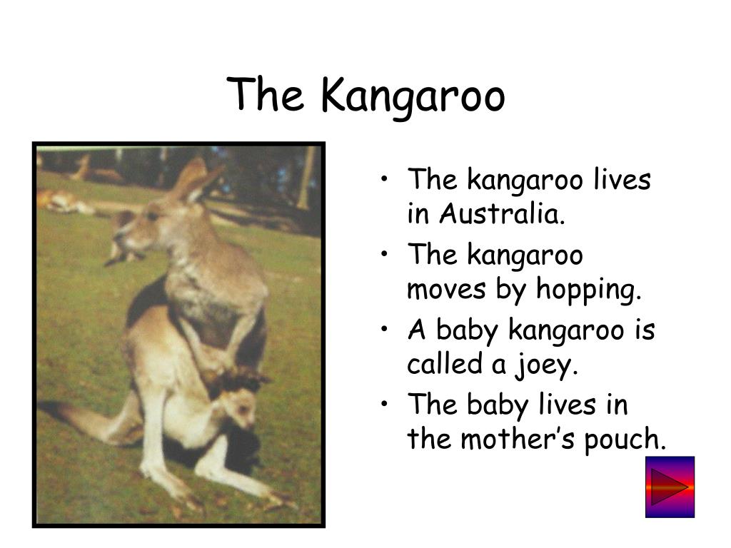 Animals ofAustralia PowerPoint Presentation, free download Biology Diagrams