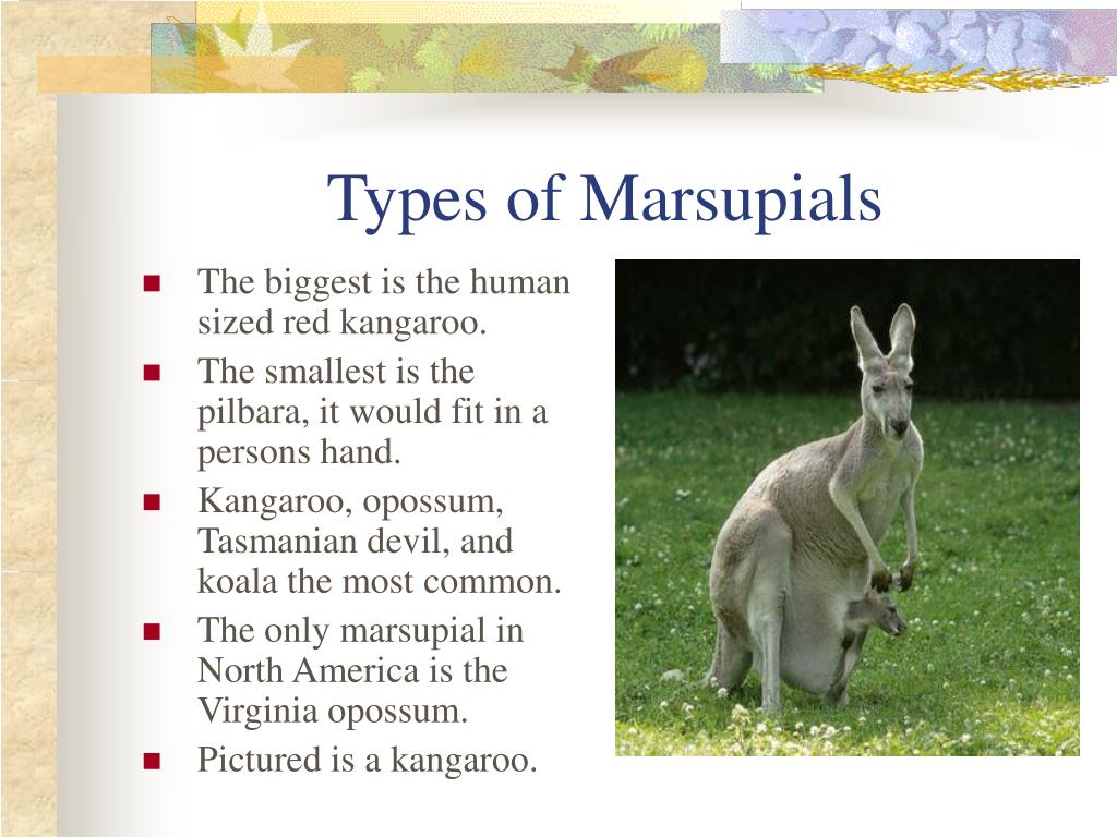 PPT - Mammals PowerPoint Presentation, free download - ID:50048