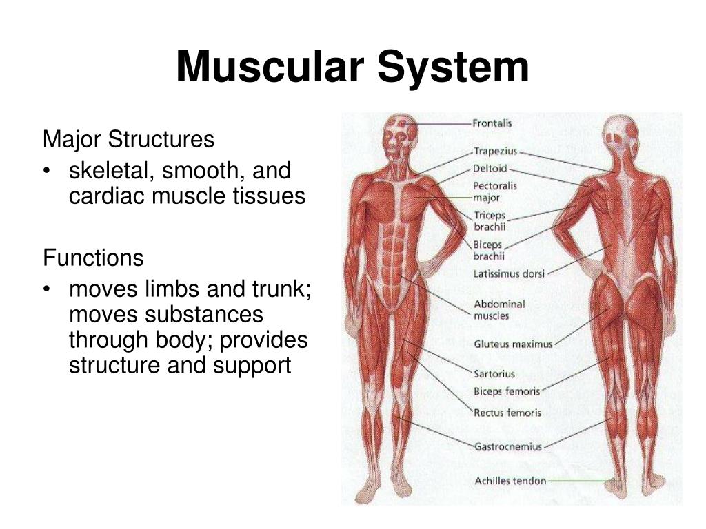 Human structure. Мышцы человека. Мышечная система на английском. Muscular System презентация.