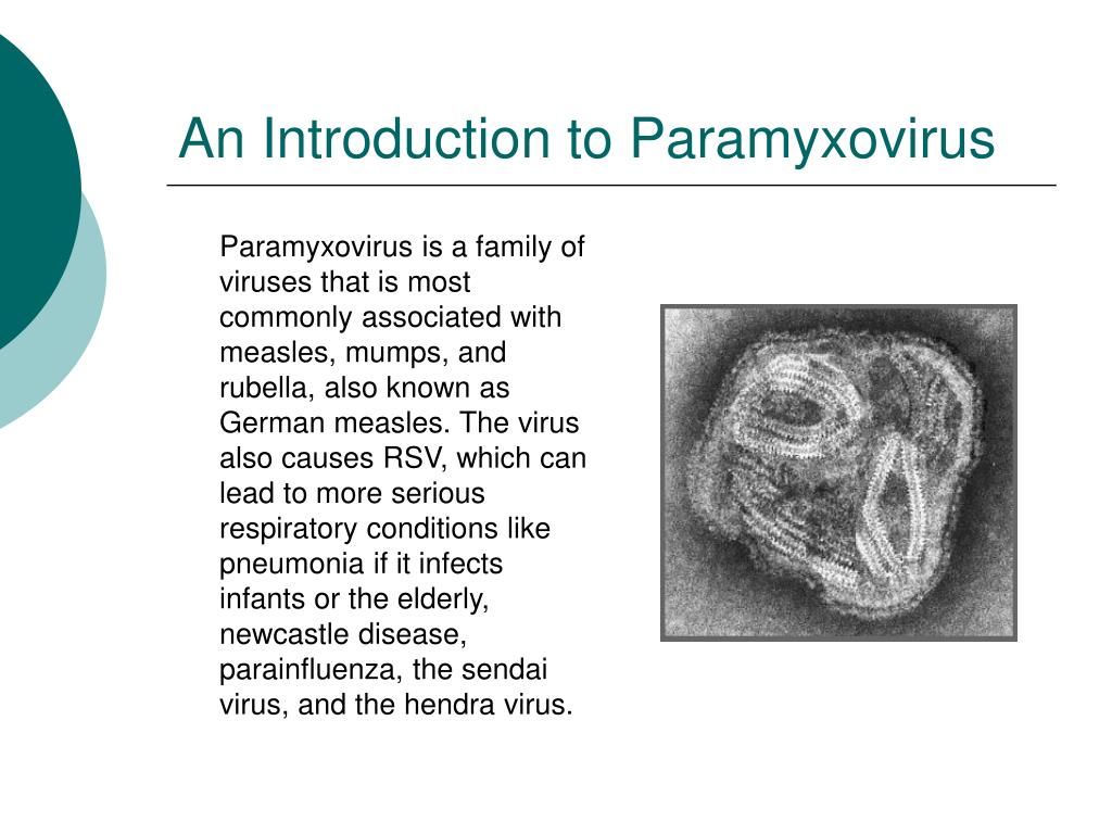 Marine Virus Presentation