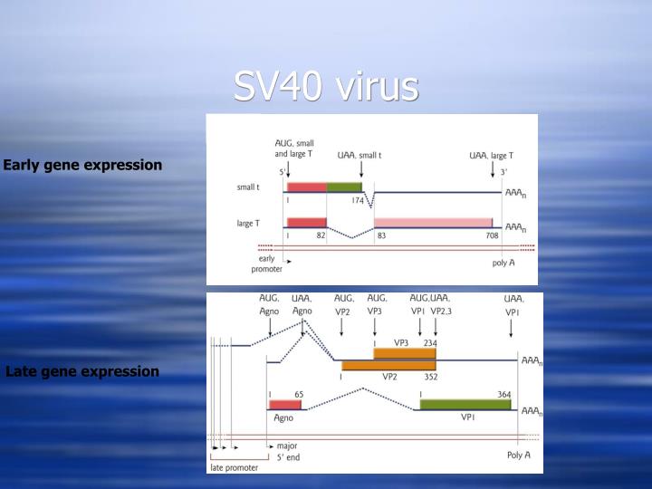 PPT - Expression and Replication of the Viral Genome in Eukaryotic