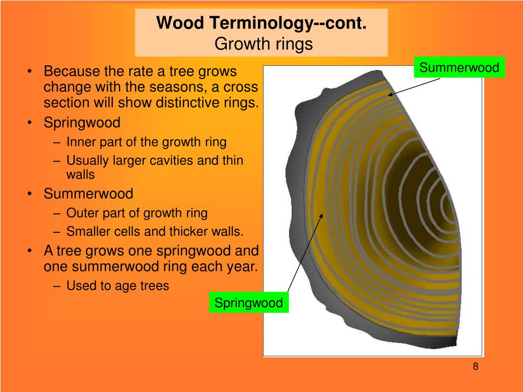 Annual ring and wood | PPT