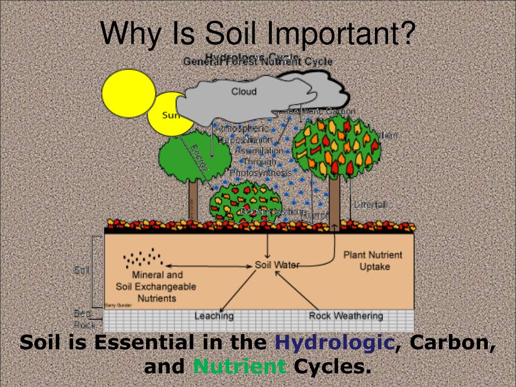 essay about soil importance