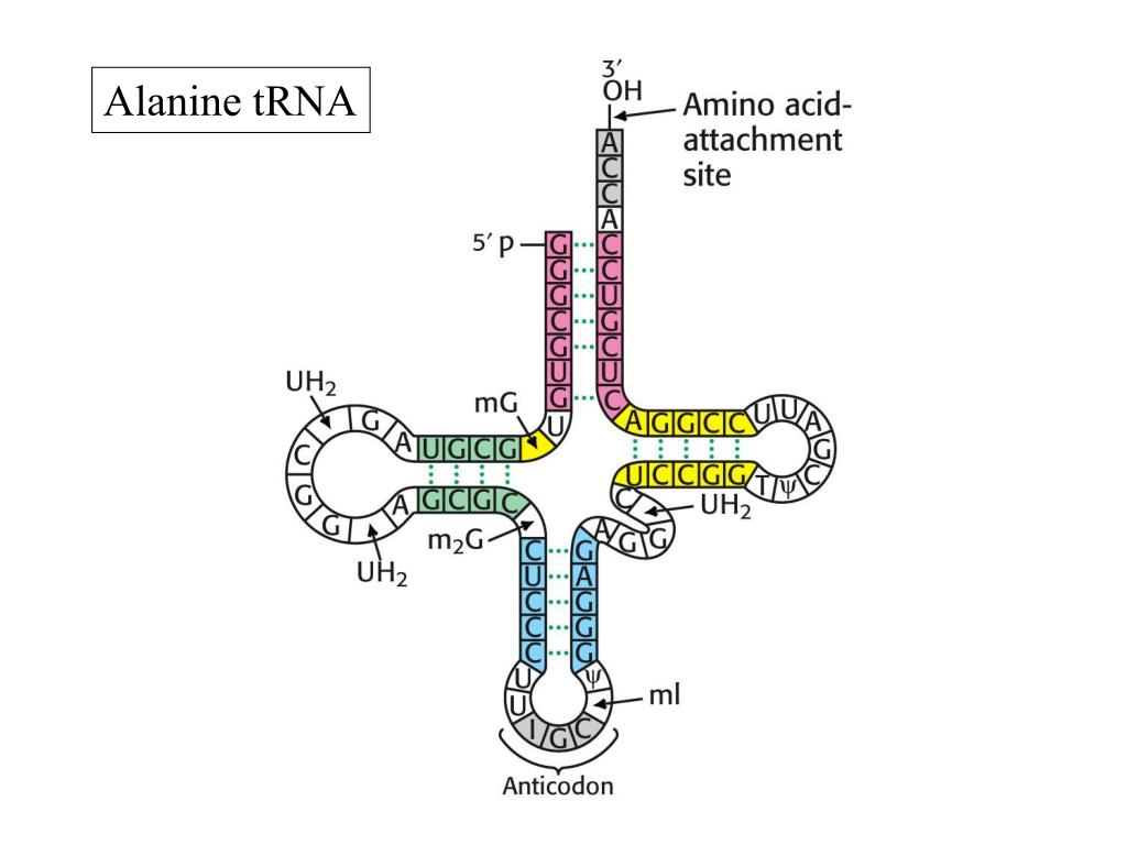 Соединение трнк с аминокислотой. TRNA. Transfer RNA, TRNA,. TRNA группа. Аланин ТРНК.