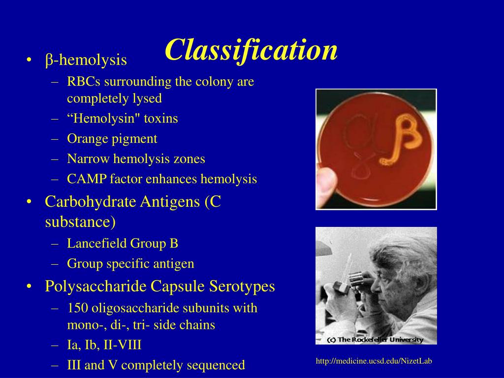 Ppt Group B Streptococcus Streptococcus Agalactiae